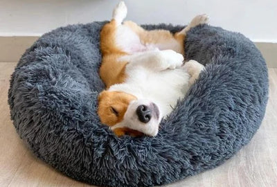 Find Tranquility: How a Calming Dog Bed Can Help Your Pooch Relax and Unwind