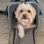 Airline Ready Dog & Cat Carrier