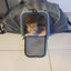 Airline Ready Dog & Cat Carrier