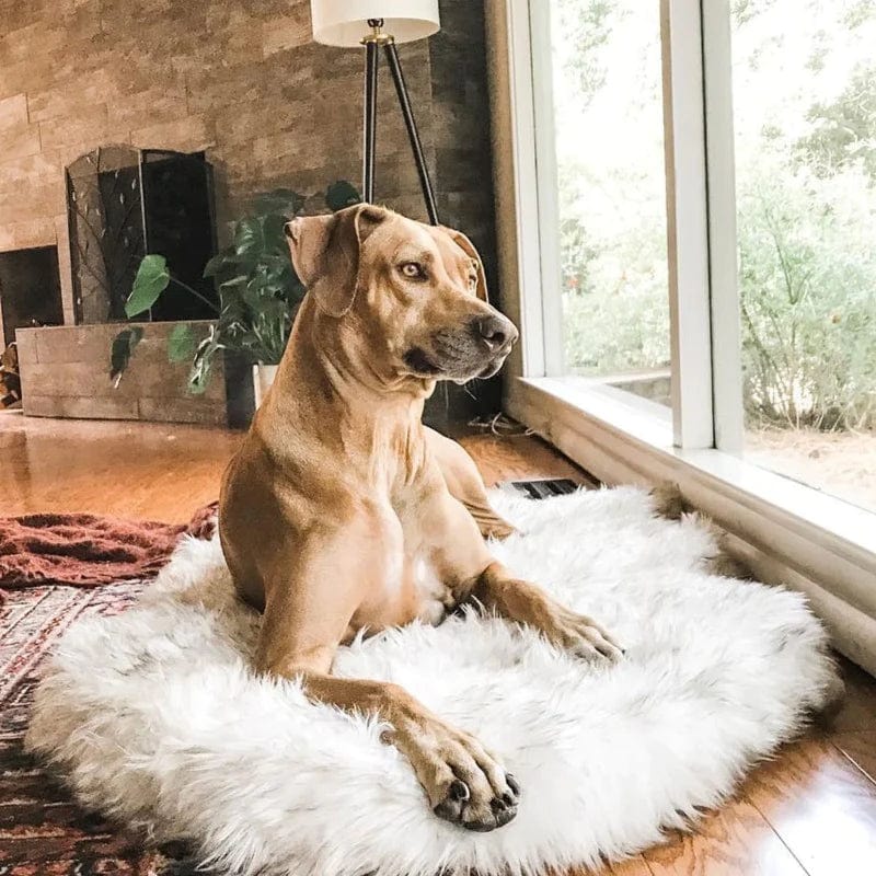 Fluffy Dog Rug