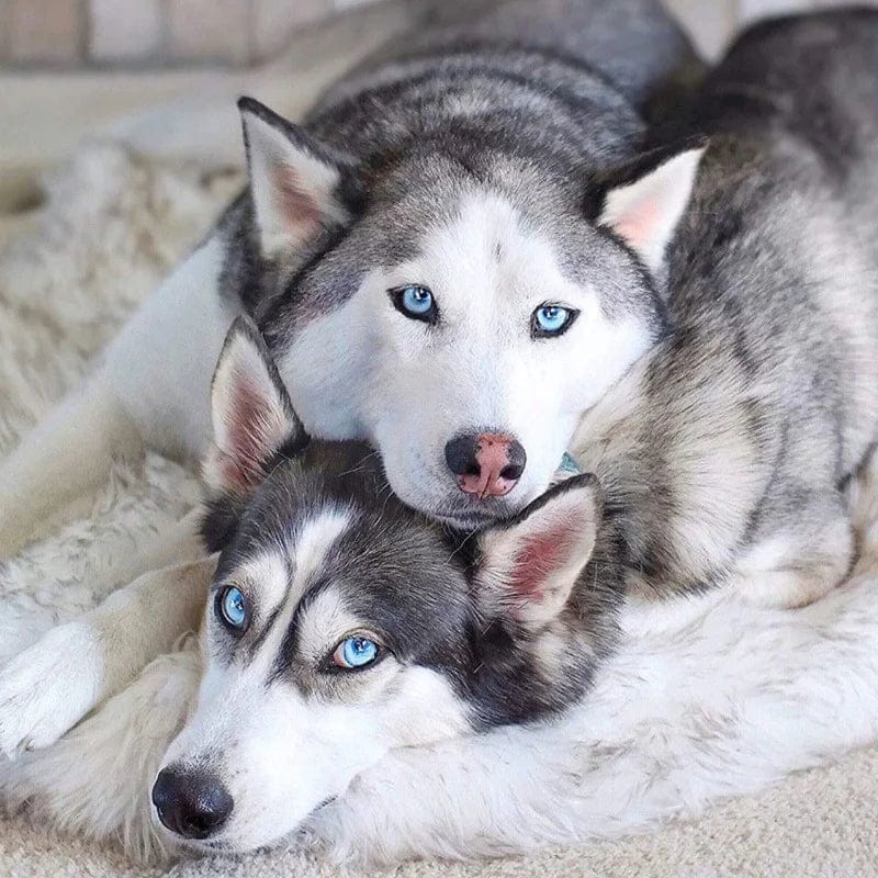 Fluffy Dog Rug