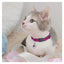 Cat Glam Collar with Bell