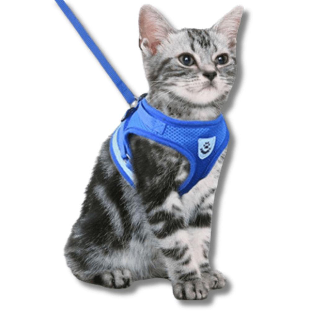 cat harness