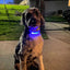 Safety LED light up Collars