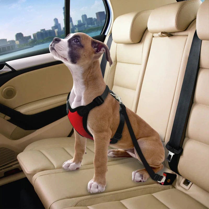 Seat Belt Safety Leash